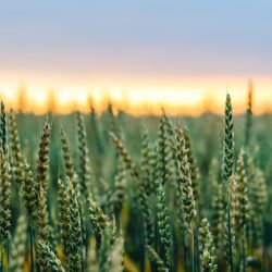A closeup of a beautiful green wheat field