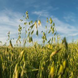 Close Up Oats In Agricultural Field. Countryside Rural Field With Oats In Summer Evening. Panorama, Panoramic View. Summer Background