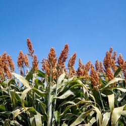 A Field of stalks and seeds of sweet sorghum. Millet field. Agricultural field of sorghum, Durra, Milo or Jowari.