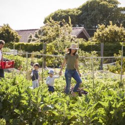 Family Harvesting Produce From Allotment Together
