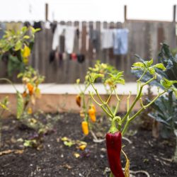 Red Chilli Pepper growing in garden