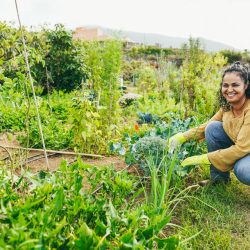 Indian woman working at her organic vegetables garden outdoor - Local food and sustainability concept