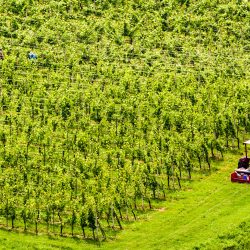 Beautiful rows of grapes before harvesting.People in field working , farmers between rows. Austria / Slovenia area Sulztal, Gamliz, Spicnik. Background green patterns, rows of grape plants