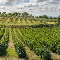 Vineyards in rows. High views from drone. Sunset backlight. Panoramic image. Growing wine grape in Italy.