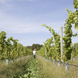 Mid adult woman in vineyard with vines