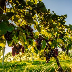 Bunch of red gapes on a crop before ripe Styria Steiermark Austria summer autumn