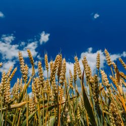 Close up of ripe wheat ears against beautiful sky with clouds. High quality photo