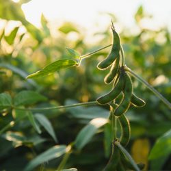 Closeup of green plants of soybean on field.