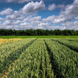 lines of sectors of cereal crop wheat varieties plantations and beautiful clouds of sky