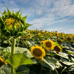 young sunflower growing worm hit phosphorous fertiliser 2 (1)