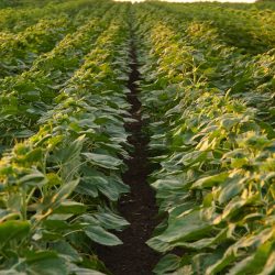 young sunflower growing worm hit phosphorous fertiliser